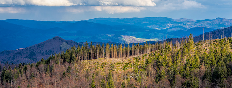 Jaworzyna Kokuszczańska - Beskid Sądecki - Główny Szlak Beskidzki Pasmo Jaworzyny, Beskid Sądecki, Główny Szlak Beskidzki