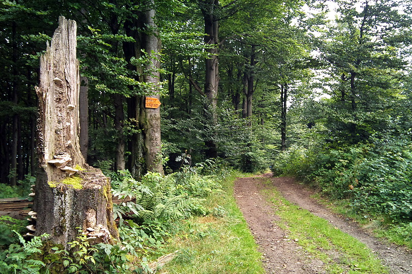 niebieski szlak pieszy Pasmo ososiskie Beskid Wyspowy midzy Saaszem a Jaworzem - Kretwk