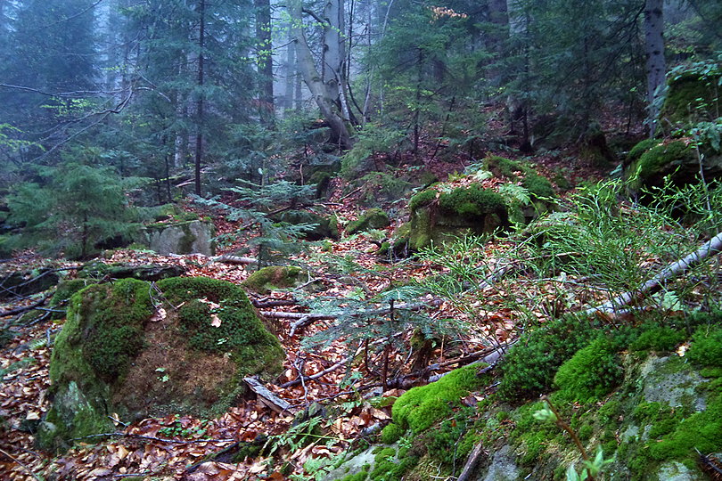 to ju rezerwat Barnowiec wycieczki rowerowe - Rezerwat Barnowiec - Beskid Sdecki