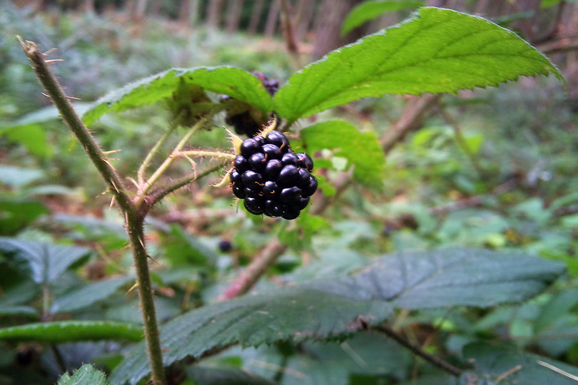 rowerem przez pasmo Magurskie - Beskid Niski