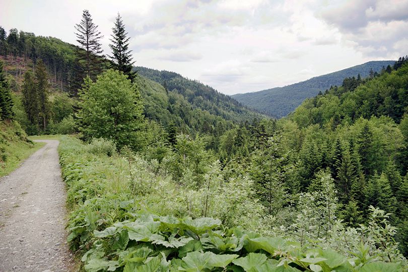 lena droga nad dolin potoku Mogielica rowerem przez lasy Beskidu Wyspowego