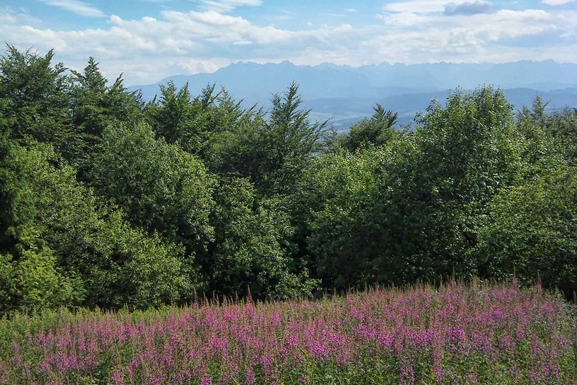 zielony szlak pieszy rowerowe enduro na Luba - trasa MTB
