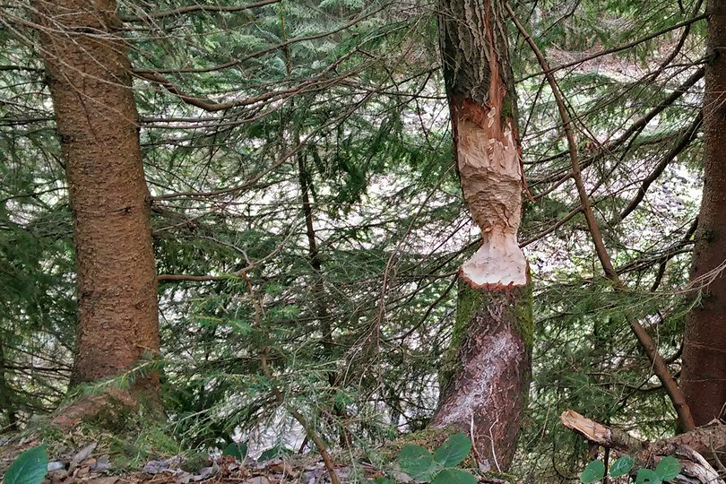 najlepszi budowniczowie zjazd rowerem w dół doliny Kamienickiego Potoku w Gorcach